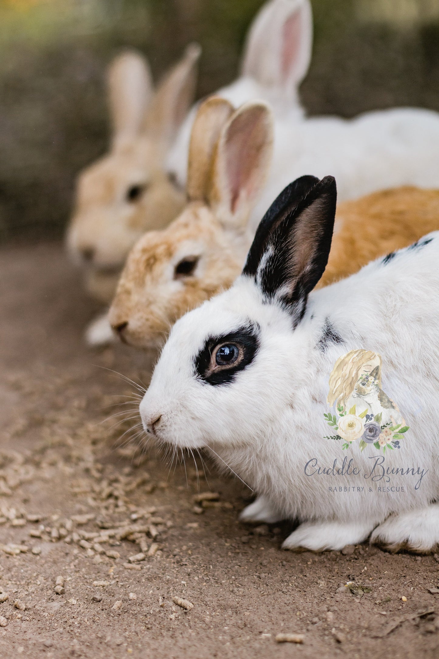 Cuddle Bunny | Premade Logo Design | Rabbit, Animal, Farm, Girl, Farmhouse, Country