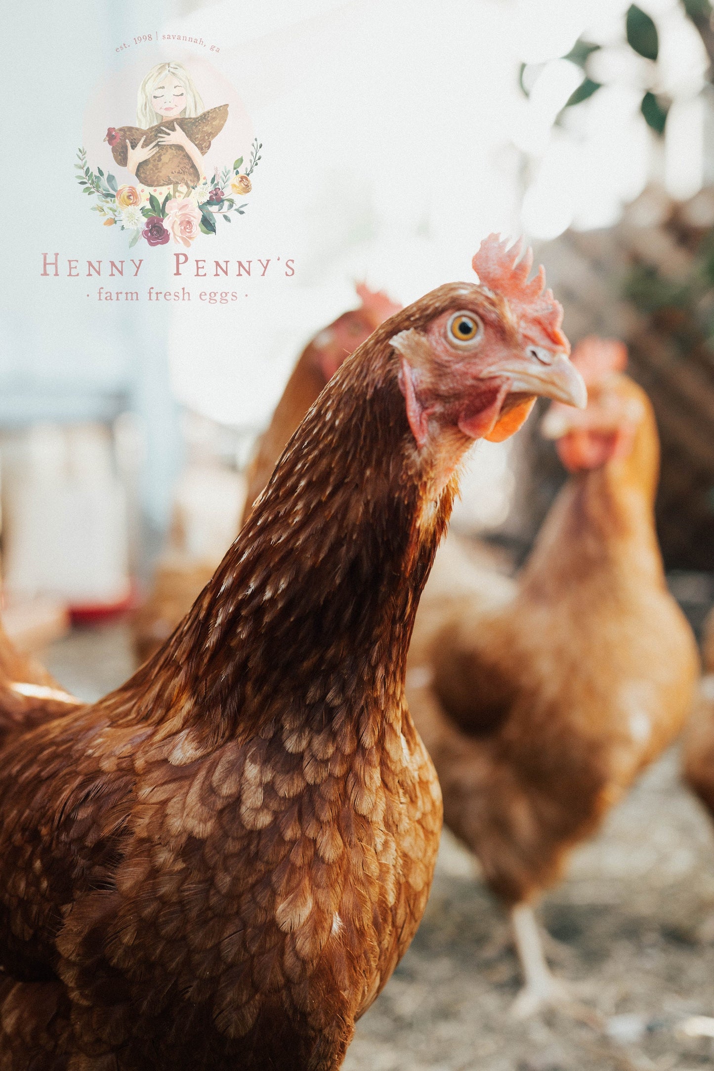 Henny Penny's | Premade Logo Design | Chicken, Rooster, Hen, Farm, Egg